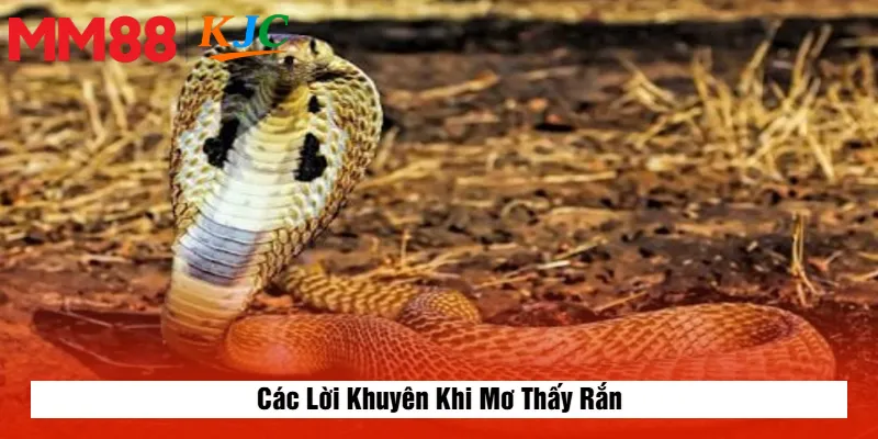 Các Lời Khuyên Khi Mơ Thấy Rắn